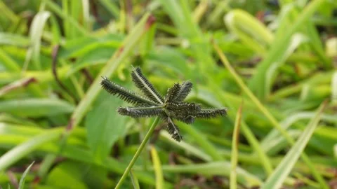 Closeup of Chloris barbata 스톡 동영상 333414780