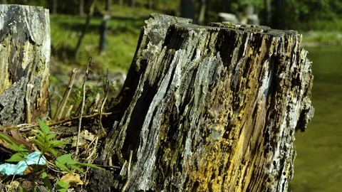Closeup of a chopped trunk Stock-Footage 94360108