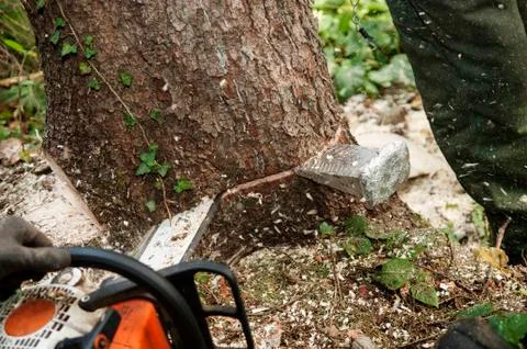 Closeup of chopping down a tree with chainsaw Stock-Fotos