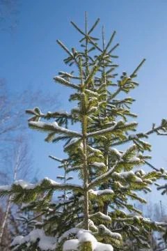 Closeup of Christmas-tree background Stock Photos