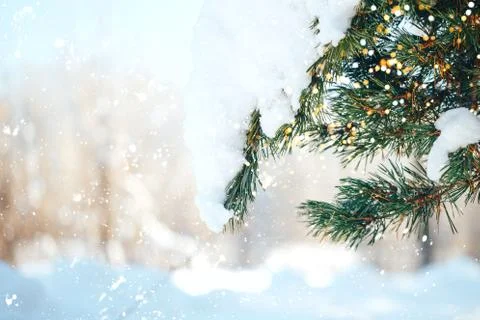 Closeup of Christmas-tree background Stock Photos