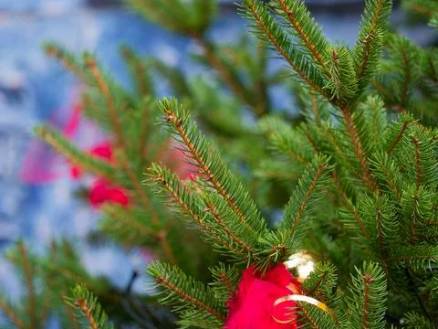 Closeup of Christmas-tree background Stock Photos