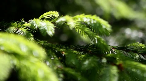 Closeup of a Christmas tree branches. Video stock 39327097