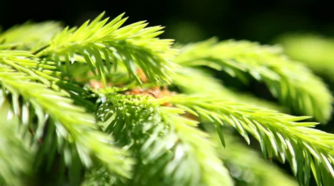 Closeup of a Christmas tree branches. 스톡 동영상 39327189
