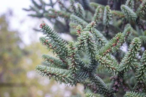 Closeup of a Christmas tree branches Stock Photos