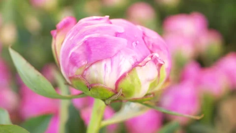Closeup On A Chrysanthemum Bud Video Stock Footage 267220224