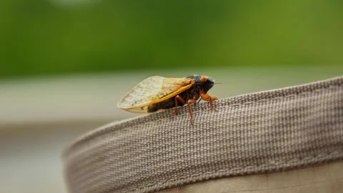 Closeup of Cicada on Bag Stock Footage 244363337