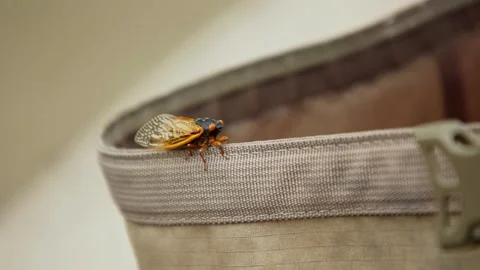 Closeup of Cicada on Bag Stock Footage 244363738