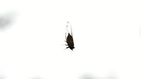 Closeup on Cicada, Hanging by a Thread Stock Footage 11270333
