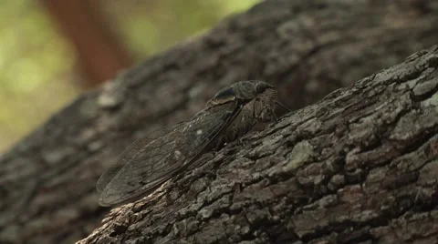 Closeup of cicada on a tree - 02 Stock Footage 57361918