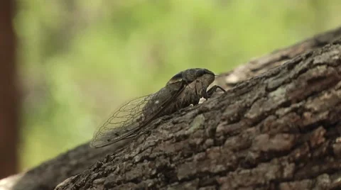 Closeup of cicada on a tree Stock Footage 57358897