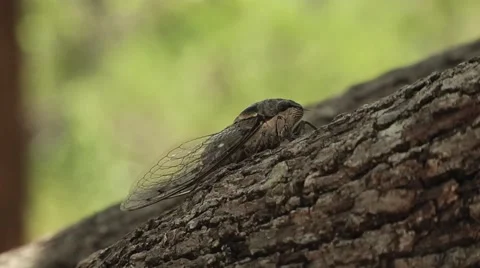 Closeup of cicada on a tree Stock Footage 57362036