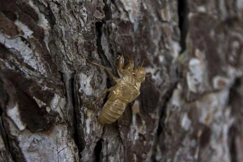 A closeup of a cicada's shell in a tree Stock Photos