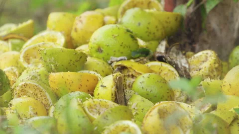 Closeup of citrus fruit compost, lots of insects flying and walking on fruits. Stock Footage 284264422