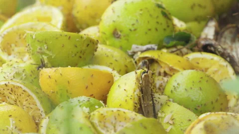Closeup of citrus fruit compost, lots of insects flying and walking on fruits. Video stock 284264471
