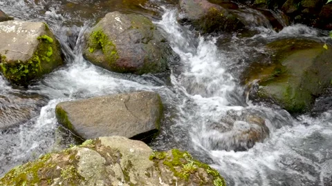 Closeup clear rapid river flowing between mossy mountain rocks Stock Footage 321529184
