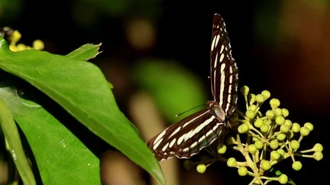Closeup clear sailer butterfly pollinating himalayan ivy flowers Stock Footage 341277652