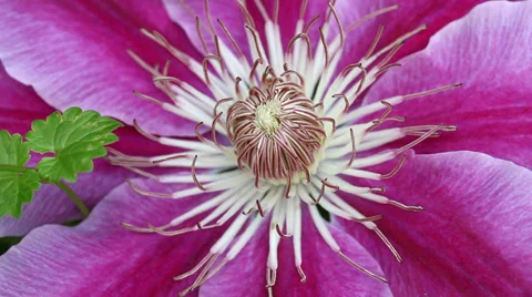 Closeup of a clematis flower Stock Footage 37871651