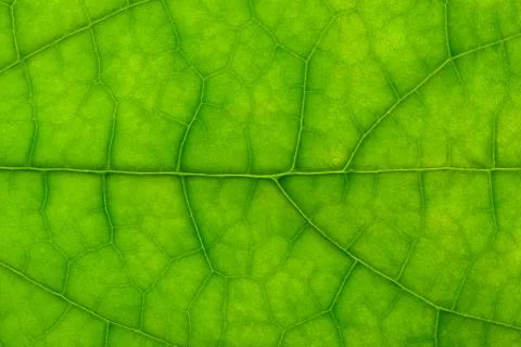 Closeup of clerodendrum leaf on back light Stock Photos