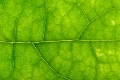 Closeup of clerodendrum leaf on back light Stock Photos