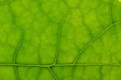 Closeup of clerodendrum leaf on back light Stock Photos