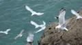 Closeup of cliff where many seagulls fly around and cry. With audio. HD Footage