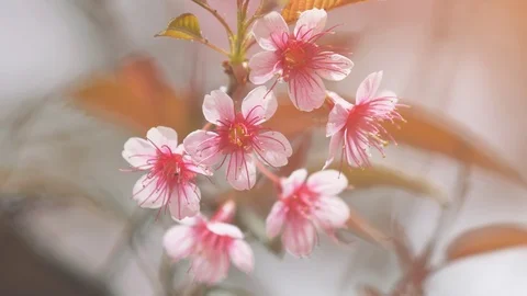 Closeup clip of cluster of cherry blossoms, clinging to branch on tree 스톡 동영상 97531269