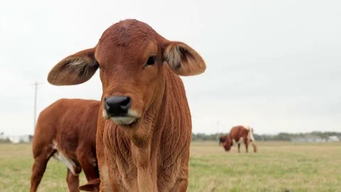 Closeup clip of a cute but cautious brown calf in pasture on a cloudy day Stock Footage 130486577