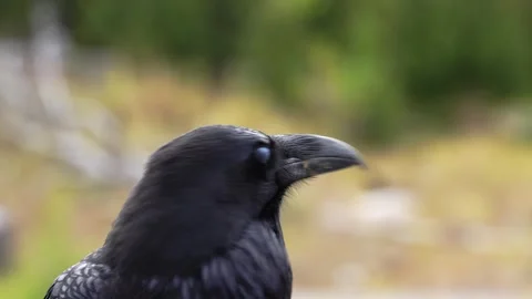 Closeup clip of a raven as it looks around on a cloudy day Stock Footage 292015255