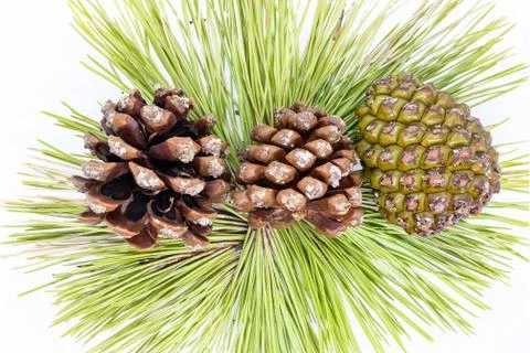 Closeup of closed and open pinecones over pine needles background Stock Photos