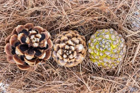 Closeup of closed and open pinecones over pine needles background Stock Photos
