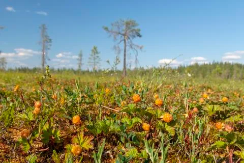 Closeup of cloudberry on a morass Stock-Fotos
