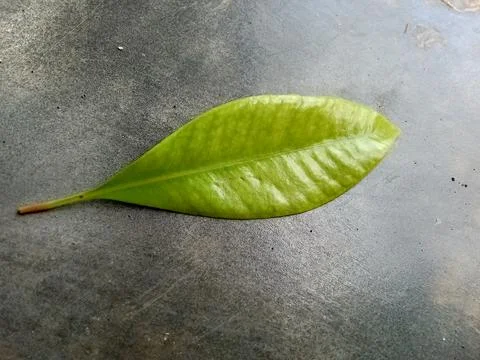 Closeup of a clove leaf Фото