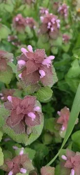 A closeup of clover Stock Photos
