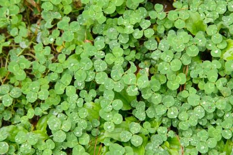 Closeup of clovers Stock Photos