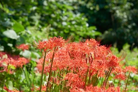Closeup of cluster-amaryllis Stock Photos