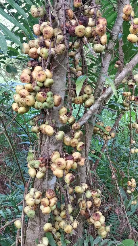 Closeup of cluster fig plant at the forest. Vertical footage. Stock Footage 292514745