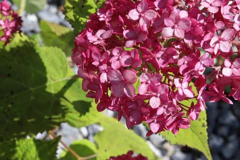 Closeup of a cluster of pink hydrangea flowers Foto stock