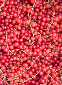 Closeup of a cluster of redcurrants Stock Photos