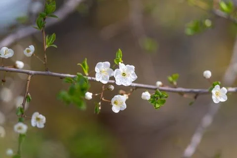 Closeup cluster of white blossoms, sharp detail on petals and stamens, twig a Stock Photos