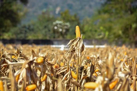 Closeup of Cob Corn in Field or Garden. Stock Photos