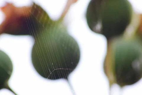 Closeup of a cobweb with plants in the background 스톡 사진