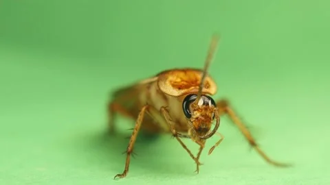 Closeup Cockroach carefully cleaning its antennae on green background. Insects Stock Footage 208939266