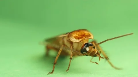 Closeup cockroach carefully cleaning its legs and antennae on green background. Stock Footage 209001927