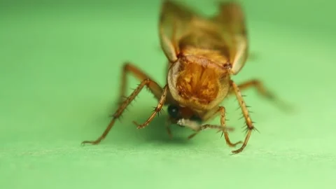 Closeup cockroach carefully cleaning itself on green background. Insect isolated Stock-Footage 209485092