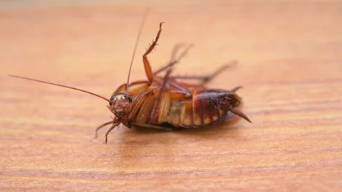 Closeup of a cockroach on the ground with its belly up and cleaning its legs Stock Footage 307560535