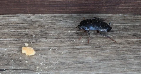 Closeup of a cockroach running away on the floor of a house with poor hygiene co Stock Footage 129175330