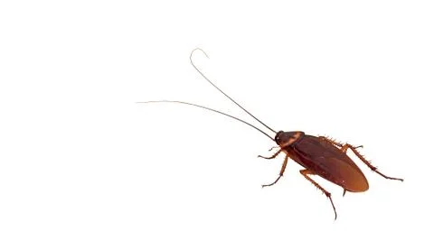 Closeup Cockroach on White Background, Clipping Path Stock Photos
