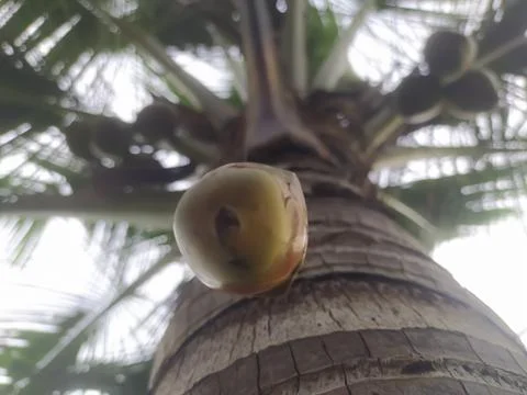 Closeup of coconut falling from its tree Foto stock