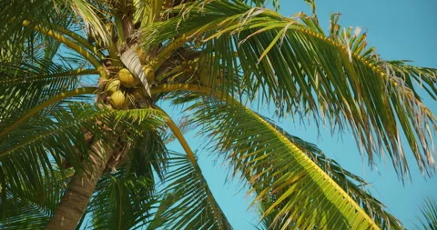 Closeup of coconut palm tree heavy with fruit in the sun in Cancun Yucatan Stock Footage 315653072